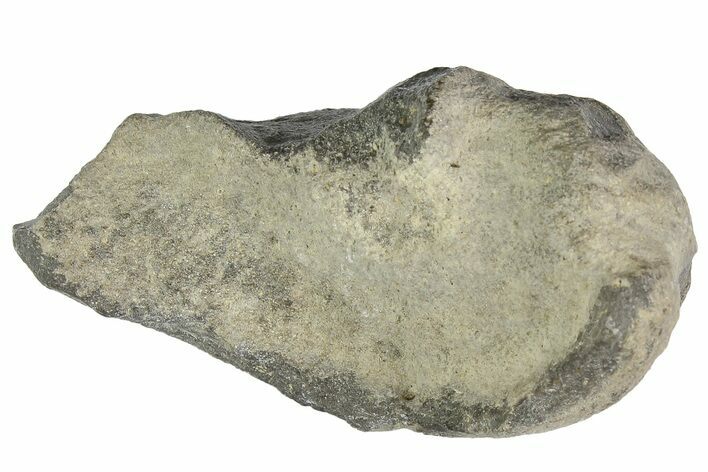Fossil Whale Ear Bone - Miocene #177823